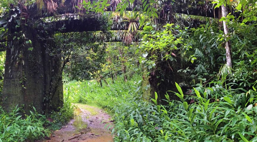 Piscina dos Elefantes