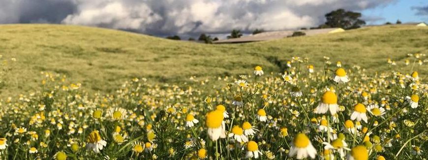 Caminho das Camomilas