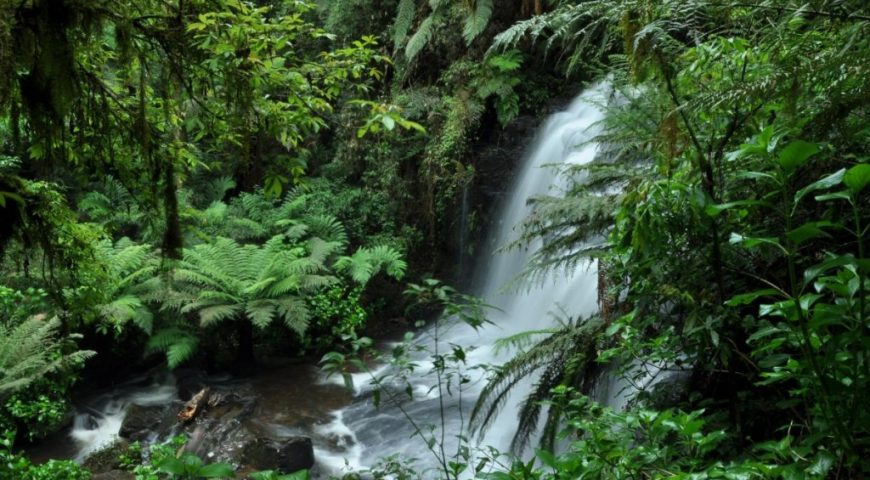 27 de maio – Dia Nacional da Mata Atlântica