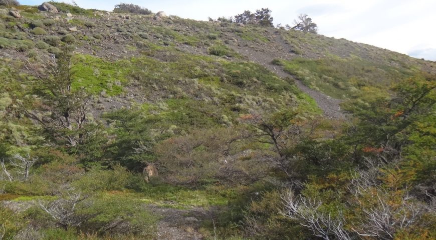 Quase fui um banquete de um puma na Patagônia!