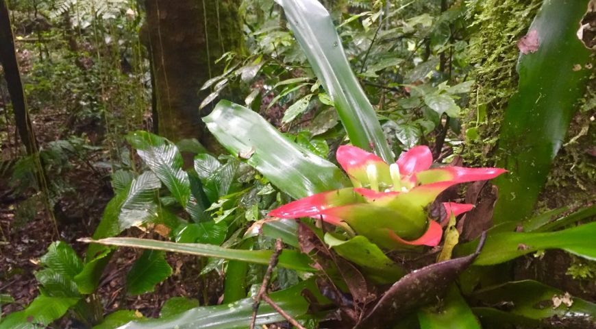 Parque Estadual das Lauráceas