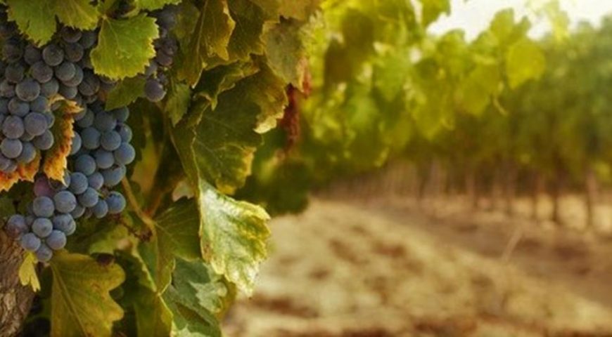 Vinícola Araucária