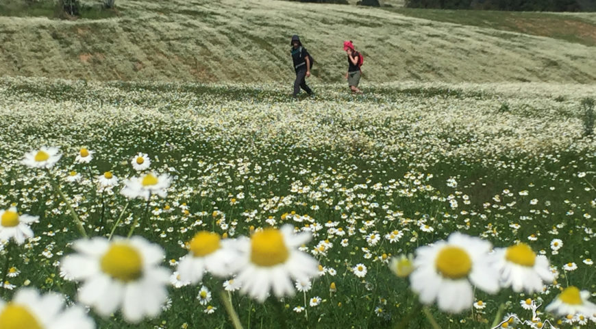 Roteiros de Flores para você