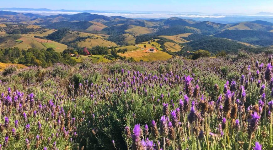 As lavandas de Cunha