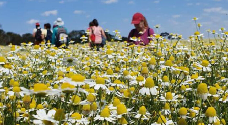 Caminho das Camomilas – VAGAS ESGOTADAS!