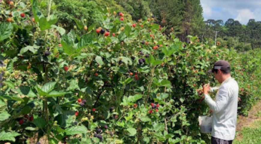 Rota das Frutas Vermelhas