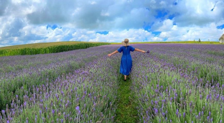 Caminhada das Lavandas 2025