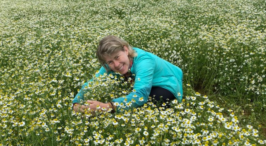 Caminho das Camomilas